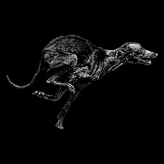 Italian Greyhound hand drawing. Vector illustration isolated on black background.