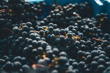 Black Wine Grapes