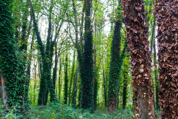 Rea's Wood Antrim