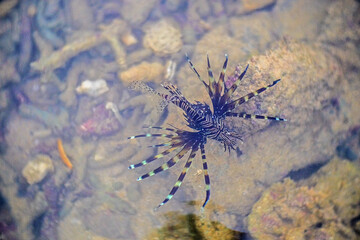 corpion fish swimming near coral Stock Picture