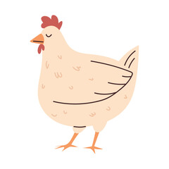 hen bird animal