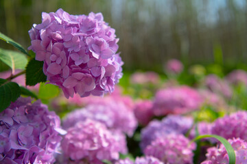 Obraz premium 季節の花