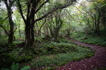 wild forest with old trees and path