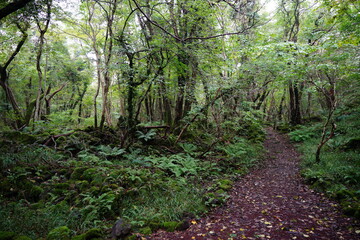 Fototapeta na wymiar fine path through dense forest