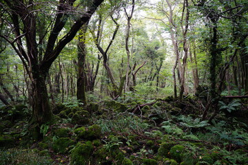 mossy rocks and fern in deep forest