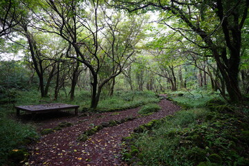 fine path through dense forest