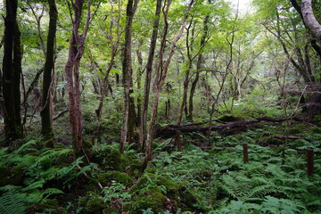 Fototapeta na wymiar thick summer forest with fern