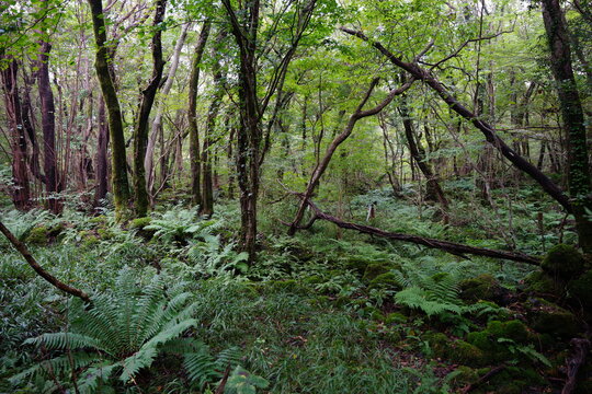 Thick Summer Forest With Fern