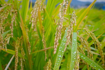 green wheat field