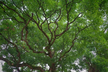 Fototapeta premium trees in the forest