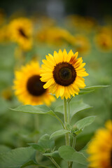 Fototapeta premium ひまわり畑