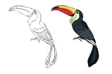 Vector hand-drawn toucan. Hand drawing coloring book for children and adults. Beautiful drawings.