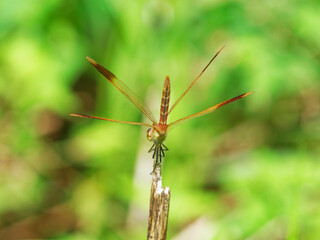 草原で逆立ちポーズするミヤマアカネ