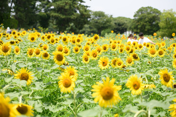 Obraz premium ひまわり畑