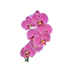Fototapeta na wymiar pink flower of orchid blooming on transparent background