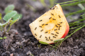 A piece of apple on the ground. Ants eat an apple. Sweet food for insects