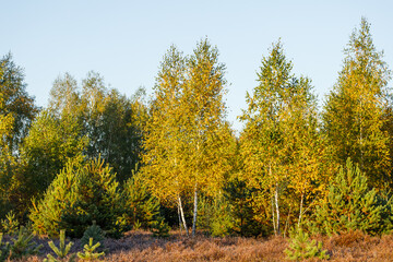 Yellow birches. Autumn in the forest