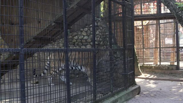 Handheld footage with a caged Siberian tiger in an eastern European zoo. Caged wildlife. Animal abuse.