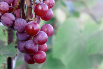 Pink Grapes Growing On Field. Bunch of pink grapes. Ripe red wine grapes.