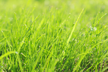 Fototapeta na wymiar Fresh green grass background in sunny summer day.