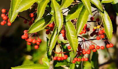 庭に毎年出てくるマンリョウ
