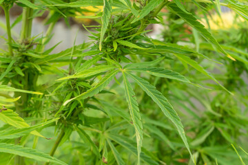 Marijuana leaves background with flat vintage style 