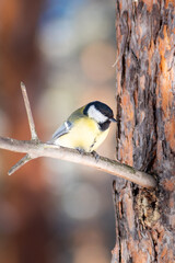 Fototapeta premium Cute little great tit sits on a pine branch on a clear spring day
