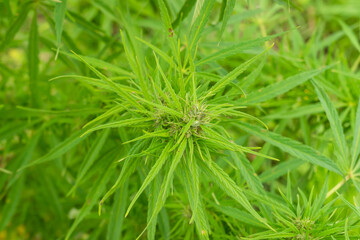 green grass background