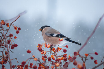 Female bullfinch bird sitting on the hawthorn branch and eating berries on a cold gray winter...