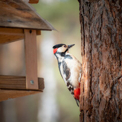 Great spotted woodpecker sitting on a pine trunk near the feeder