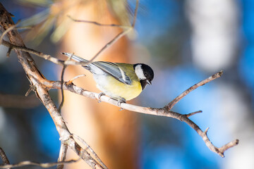 Cute little great tit sits on a pine branch on a clear spring day