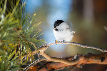 Brown-headed tit bird eats a sunflower seed on a pine branch in spring