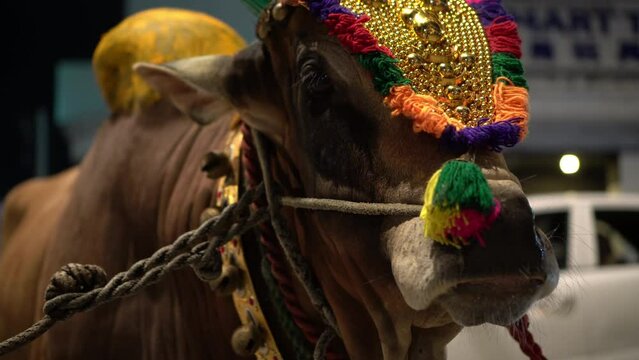 Select focus the holy cow use for pull chariot during Thaipusam