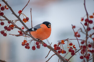 Male bullfinch bird sitting on the hawthorn branch and eating berries on a cold gray winter morning