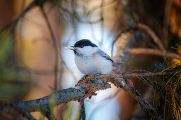 Fototapeta premium Brown-headed tit bird eats a sunflower seed on a pine branch in spring