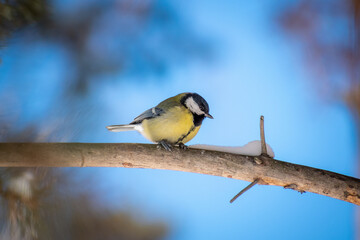 Cute little great tit sits on a pine branch on a clear spring day