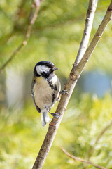Obraz na płótnie Canvas Cute little great tit bird sits on a branch on a sunny summer day with green blurry background
