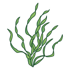 バリスネリアのイラスト（水草）