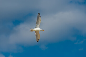Fototapeta na wymiar Photo of seagulls of various species in flight. Large series of photographs.