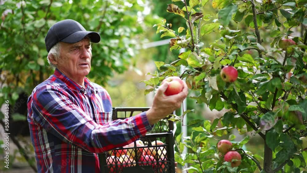 Wall mural Focused old farmer in black cap holding a plastic box filling it with apples. Man collecting fruit from young low trees in his garden.