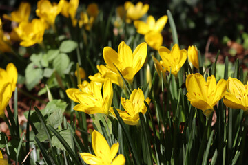 Fototapeta premium Autumnal yellow Crocus flowers in bloom in the garden 