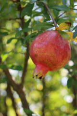 Ripe red Pomegranate fruit on branch with green leaves and copy space. Punica granatum tree with fruit on a sunny day