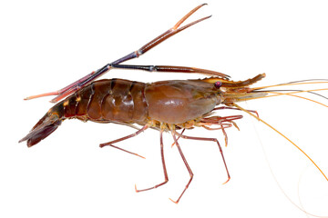 Fresh living shrimp, prawns isolated on white background