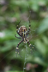 Close-up of Wasp spider  on his web with prey. Black and yellow striped Argiope bruennichi wasp spider 