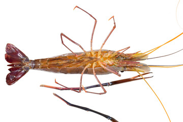 Fresh living shrimp, prawns isolated on white background