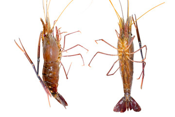 Fresh living shrimp, prawns isolated on white background