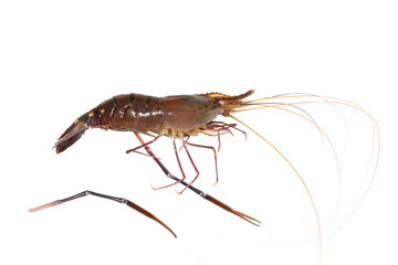 Fresh living shrimp, prawns isolated on white background