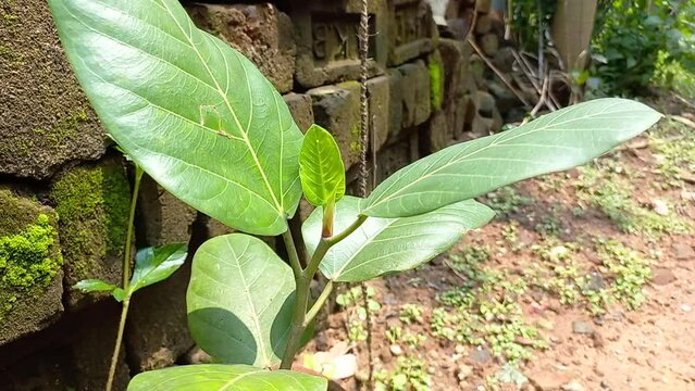 Bargad ka kaccha Hare Podha Gamle me ,Raw green banyan plants in a pot,Banyan plant in the mud pot In India