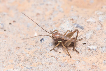 Young bush cricket, Platycleis sp., posed on a concrete wall under the sun
