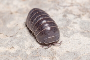 Roly poly bug, Armadillidium vulgare, walking on a concrete floor under the sun